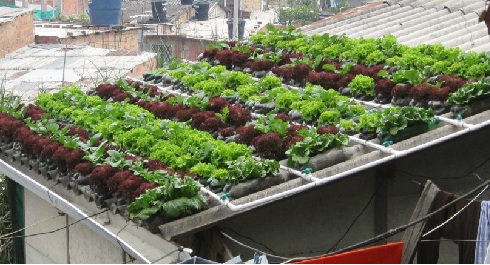 Techo verde completo